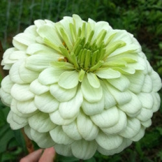 Цинния Гиганты Бенари Вайт [50 шт] - ООО «Семена Тут»