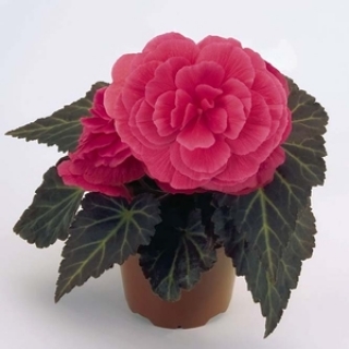 Бегония клубневая Нонстоп Пинк [500 драже] - ООО «Семена Тут»