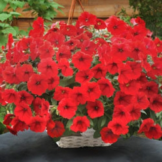 Петуния ампельная Опера Ред [50 драже] - ООО «Семена Тут»
