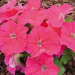 Петуния мультифлора Мамбо Джи Пи Роуз [100 драже] - ООО «Семена Тут»