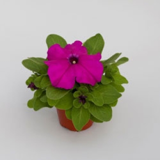 img-1: Петуния грандифлора Эспрессо Грандэ Парпл [1000 драже] - ООО «Семена Тут»