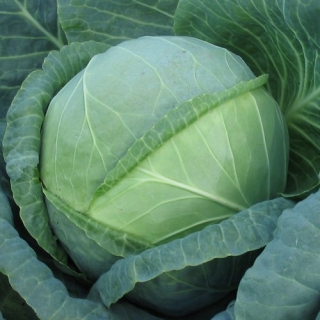 Капуста белокочанная Идиллия F1 (инкруст. семена) - ООО «Семена Тут»