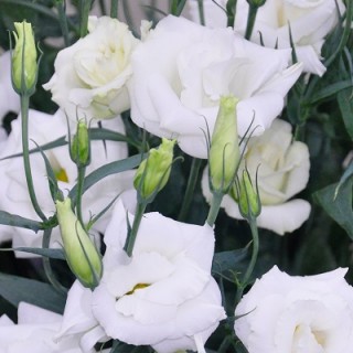 Эустома Арена 3 Вайт [1000 драже] - ООО «Семена Тут»