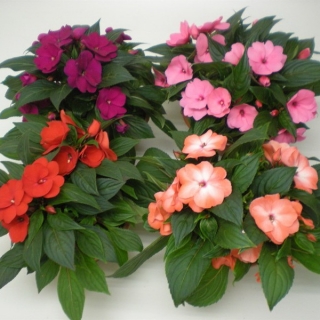 img-1: Бальзамин Супер Элфин F1 Ред [30 шт] - ООО «Семена Тут»