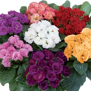 Примула махровая Розелла Микс [100 шт] - ООО «Семена Тут»