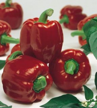 Перец Даллас F1 - ООО «Семена Тут»