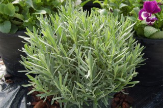 img-1: Лаванда Промис [500 шт] - ООО «Семена Тут»