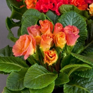 Примула махровая Розанна Эприкот Шейдес [1000 шт] - ООО «Семена Тут»