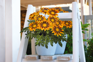 img-2: Газания Зени F1 Оранж Флейм [1000 шт] - ООО «Семена Тут»