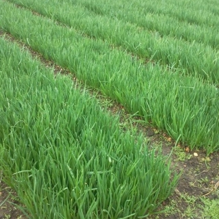 img-1: Лук на зелень Йода F1 - ООО «Семена Тут»