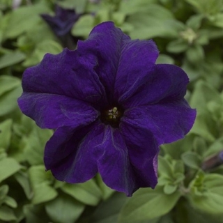 Петуния грандифлора Дувет Блю [100 драже] - ООО «Семена Тут»