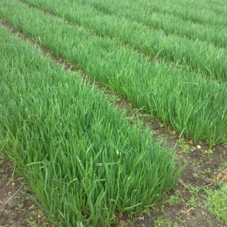 Лук на зелень Катана F1 - ООО «Семена Тут»