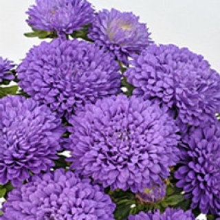 img-0: Астра Классик Дарк Блю [3 гр] - ООО «Семена Тут»