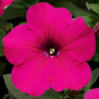 Петуния мультифлора Селебрити Роуз [50 драже] - ООО «Семена Тут»