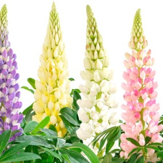 img-0: Люпин Люпини Микс [1000 шт] - ООО «Семена Тут»