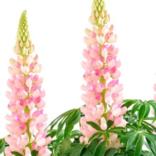 img-0: Люпин Люпини Пинк Шейдес [100 шт] - ООО «Семена Тут»