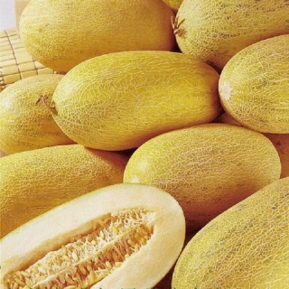 Дыня Торпеда (инкруст. семена) - ООО «Семена Тут»