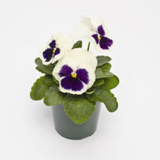 Виола крупноцветковая Инспайер Плюс Вайт Блотч [1000 шт] - ООО «Семена Тут»