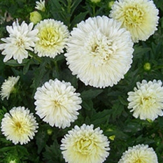 img-0: Астра Классик Еллоу [3 гр] - ООО «Семена Тут»