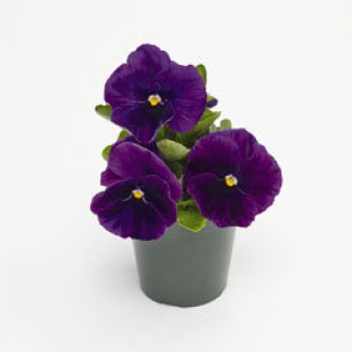 Виола крупноцветковая Инспайер Плюс Виолет [50 шт] - ООО «Семена Тут»