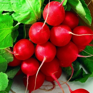 Редис Кармен (инкруст. семена) - ООО «Семена Тут»