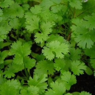 Кориандр Карибе (обработано тирамом) - ООО «Семена Тут»