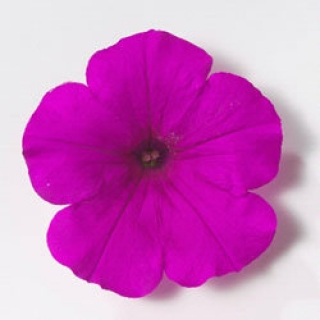 Петуния ампельная Эксплорер Парпл [100 шт] - ООО «Семена Тут»