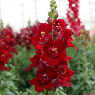 Львиный зев Дабл Шот Кримсон Ред [1000 шт] - ООО «Семена Тут»