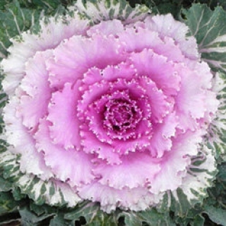 img-0: Капуста декоративная Осака Пинк [1000 шт] - ООО «Семена Тут»