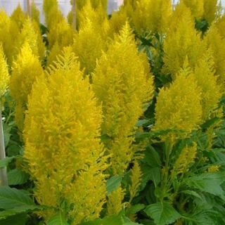 Целозия перистая Сандэй Еллоу [1000 драже] - ООО «Семена Тут»