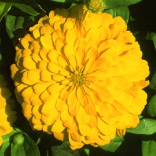 Цинния Мастер Еллоу [1000 шт] - ООО «Семена Тут»