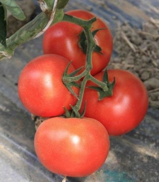 Томат Буран F1 - ООО «Семена Тут»