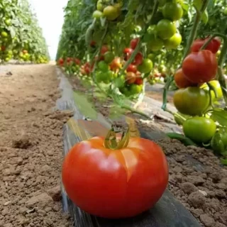 Томат Раннер F1 - ООО «Семена Тут»