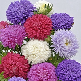 img-0: Астра Классик Микс [3 гр] - ООО «Семена Тут»