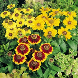 Рудбекия хирта Тото Микс [1000 шт] - ООО «Семена Тут»