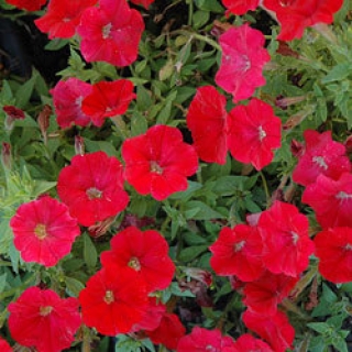 Петуния каскадная Пикобелла Каскад Ред [1000 драже] - ООО «Семена Тут»