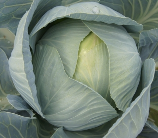 Капуста белокочанная Фундакси F1 - ООО «Семена Тут»