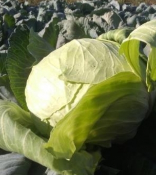img-0: Капуста белокочанная Марло F1 - ООО «Семена Тут»