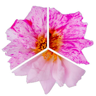 img-0: Портулак Сандайл F1 Пепперминт [1000 шт] - ООО «Семена Тут»