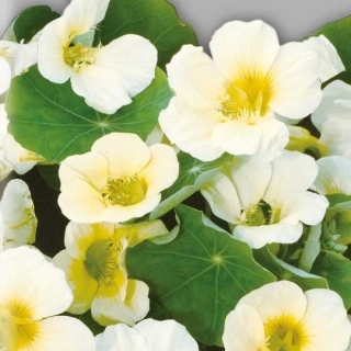 Настурция большая Йети - ООО «Семена Тут»