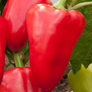 Перец Илона F1 (инкруст. семена) - ООО «Семена Тут»