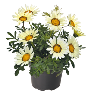 img-0: Газания Зени F1 Вайт [1000 шт] - ООО «Семена Тут»