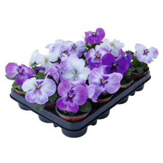 img-2: Виола крупноцветковая Инспайер Плюс Марина Лавендер [1000 шт] - ООО «Семена Тут»