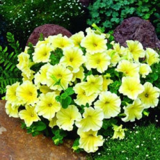 Петуния грандифлора Дольче Лимонселло [50 драже] - ООО «Семена Тут»