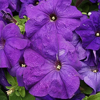 Петуния грандифлора Лимбо Джи Пи Мид Блю [1000 драже] - ООО «Семена Тут»