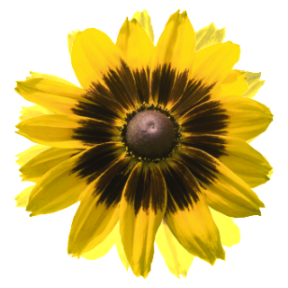 img-0: Рудбекия Денвер Дейзи [1000 драже] - ООО «Семена Тут»