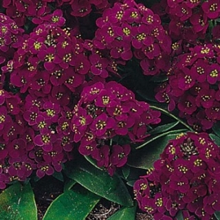 img-0: Алиссум Эстер Бонет Виолет [50 шт] - ООО «Семена Тут»