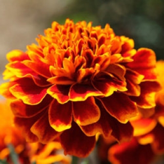 Бархатцы отклоненные Креста Флейм [1000 шт] - ООО «Семена Тут»