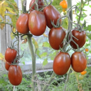 img-1: Томат Черный мавр - ООО «Семена Тут»