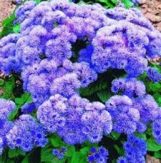 img-0: Агератум Голубая норка - ООО «Семена Тут»